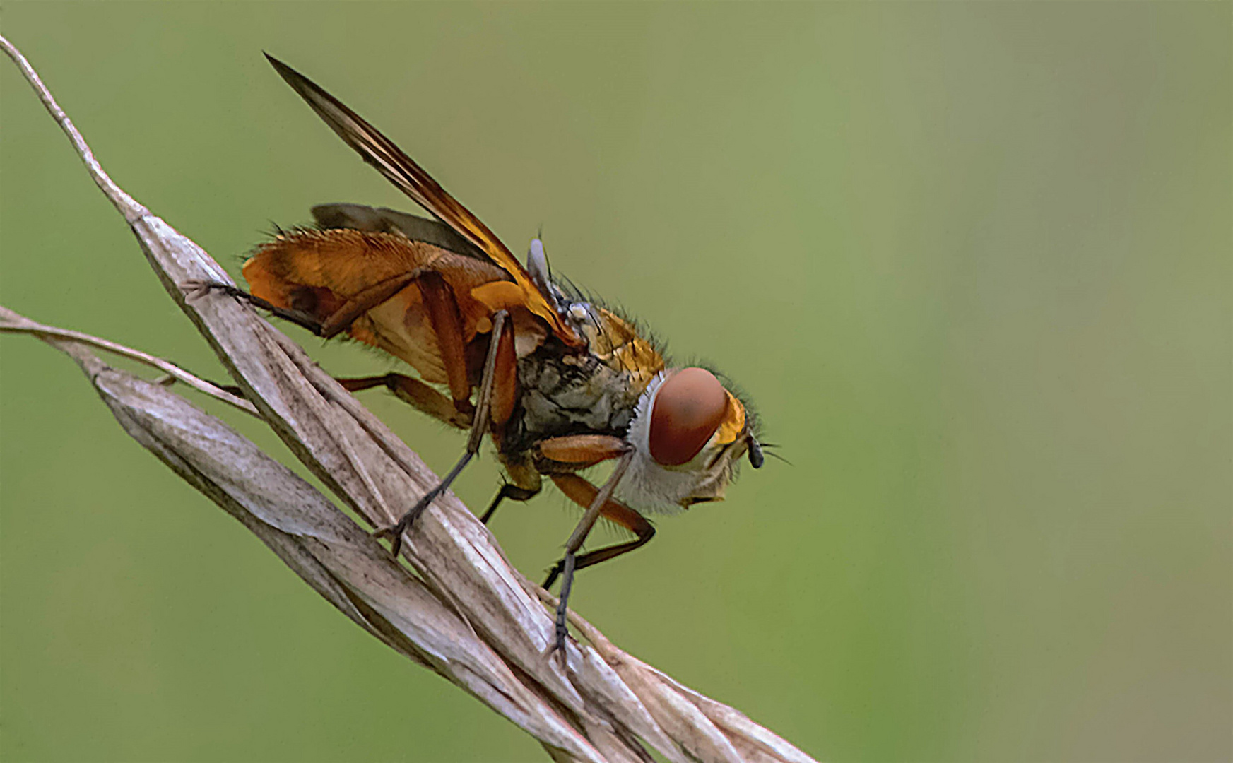 So gelöst scheint die Fliege nicht zu sein . . .