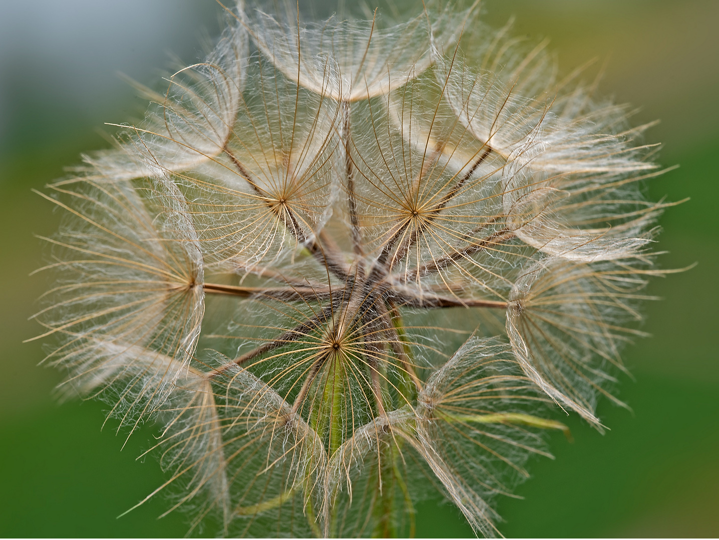 So genial - und doch nur ein Hauch der Natur