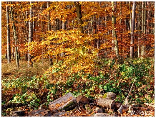 So golden kann der November auch aussehen !