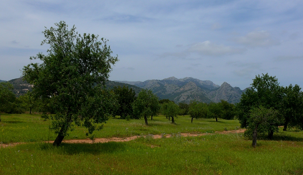 So grün kann auch Mallorca sein