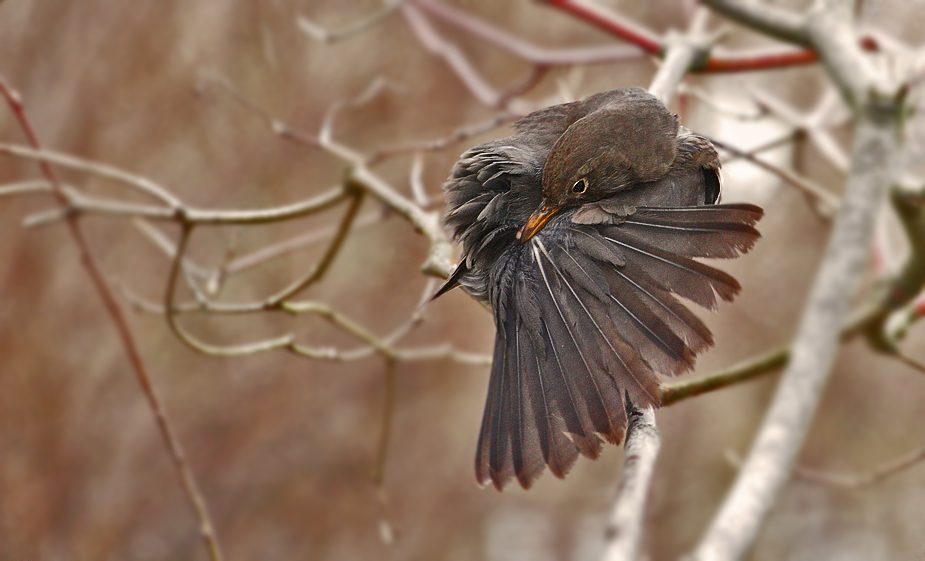 So hab ich ne Amsel noch nicht erwischt