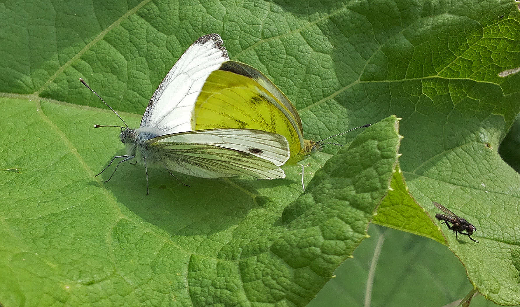 So hab ich sie noch nie gesehen 2