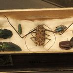 So haben Dazumal die Forscher Käfer fürs Museum gesammelt ...