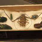 So haben Dazumal die Forscher Käfer fürs Museum gesammelt ...