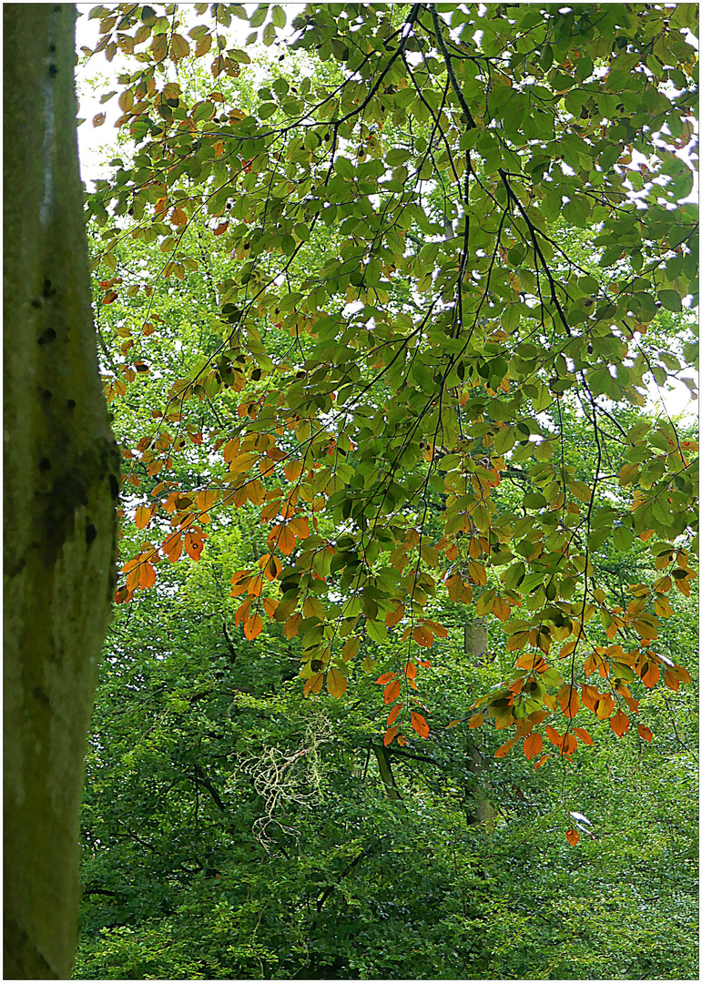 So hält der Herbst Einzug