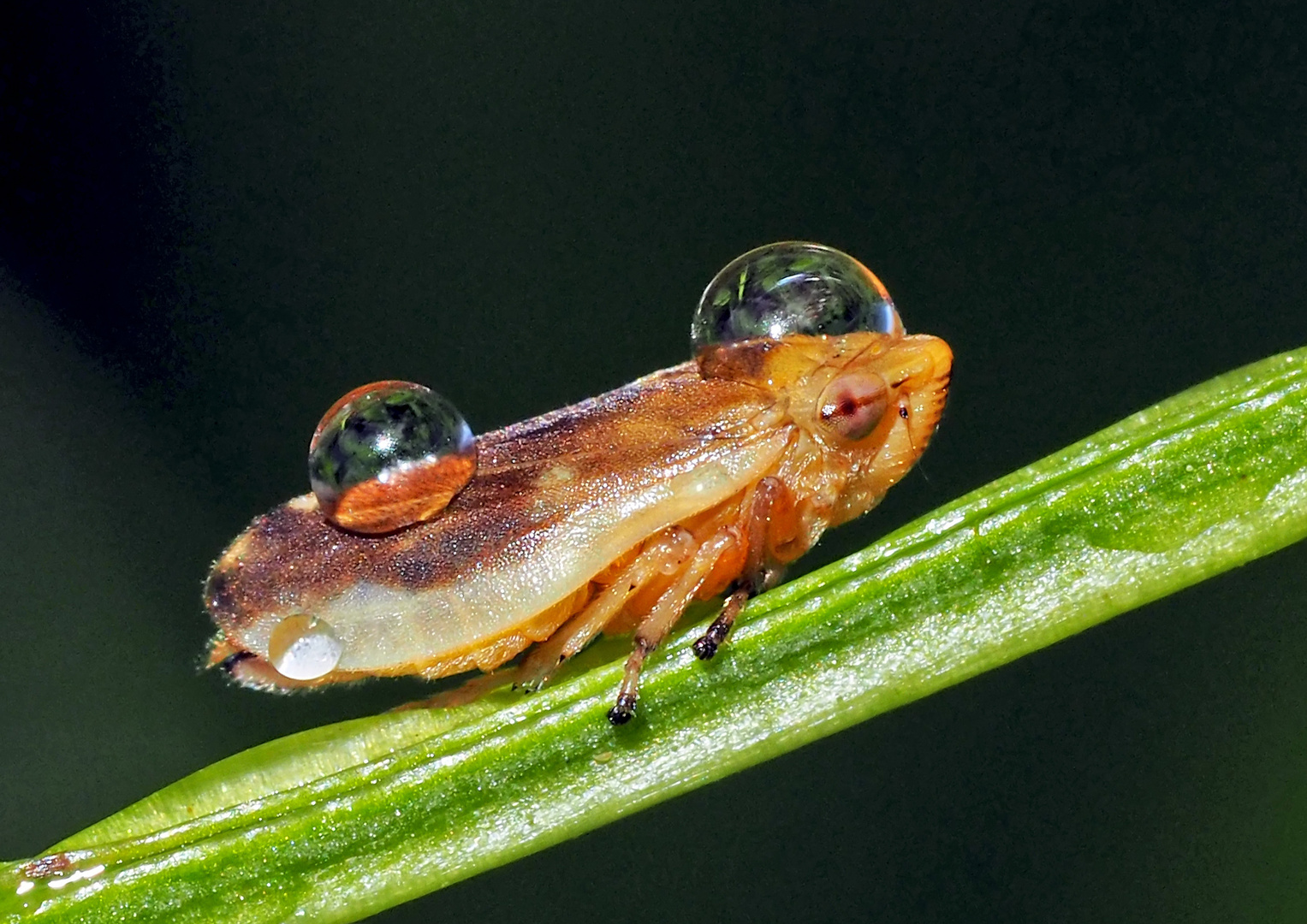 So hat diese Wiesenschaumzikade (Philaenus spumarius) die Regennacht verbracht! *