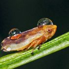 So hat diese Wiesenschaumzikade (Philaenus spumarius) die Regennacht verbracht! *