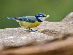 "SO HATTE ICH SIE AUCH NOCH NIE"