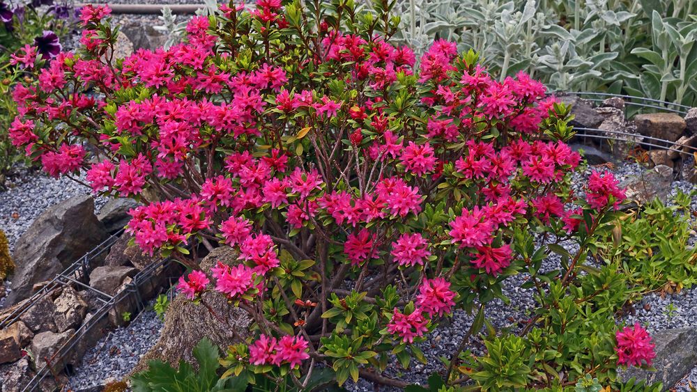 So intensiv hat sie nur ganz selten geblüht, die Rostrote Alpenrose in meinem Garten