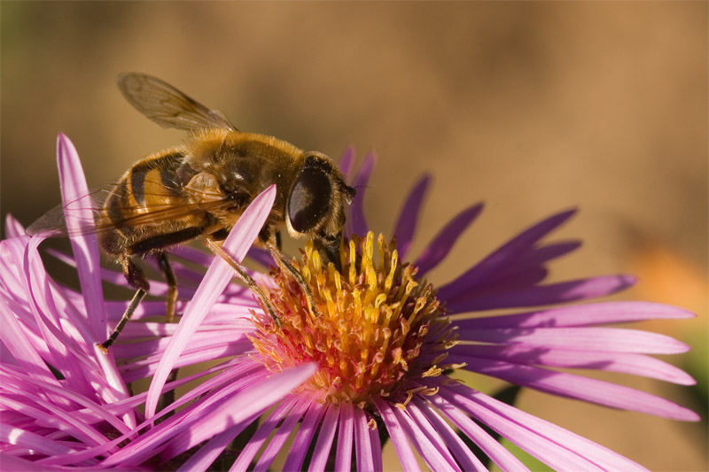 so ist das also mit den bienchen und den blümchen