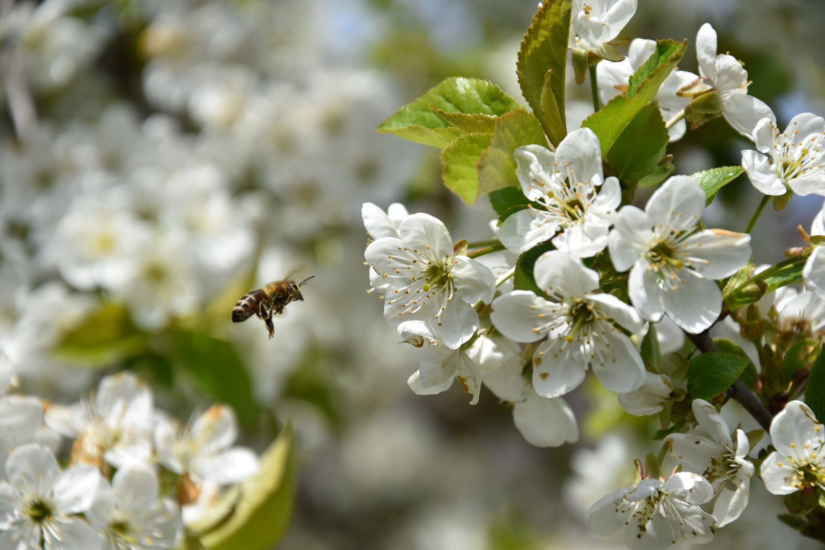 So ist das mit den Bienen