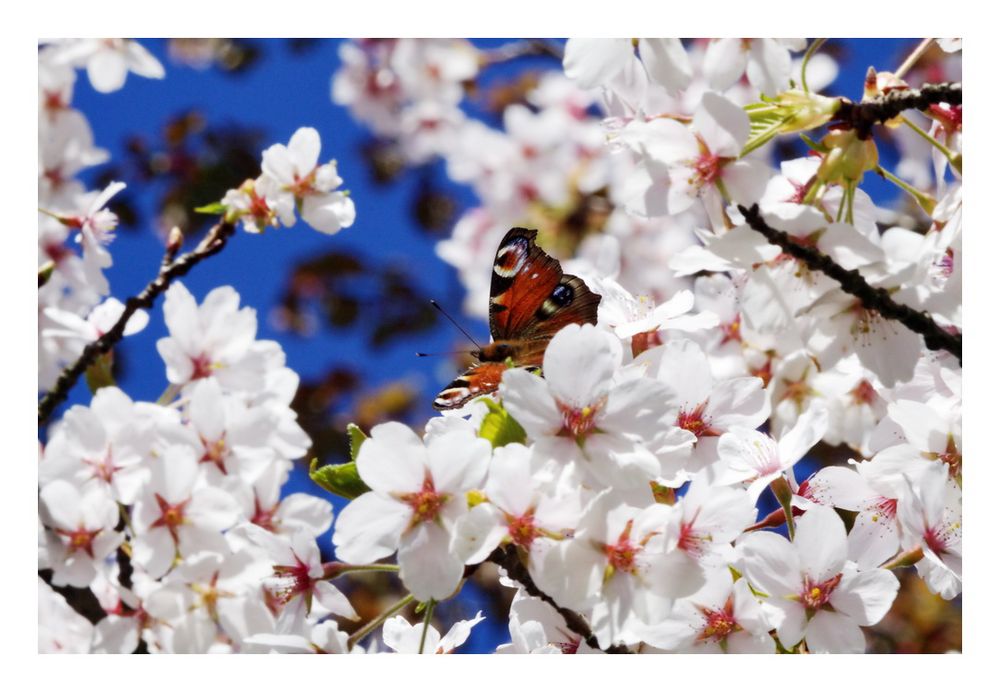 So ist der Frühling...