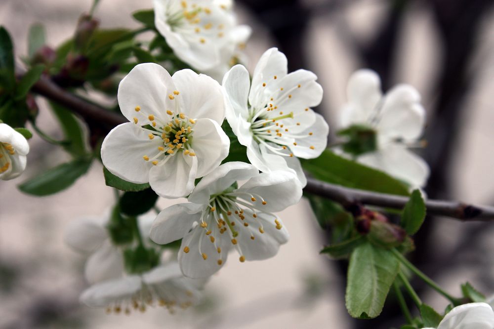 so ist der Frühling erträglich