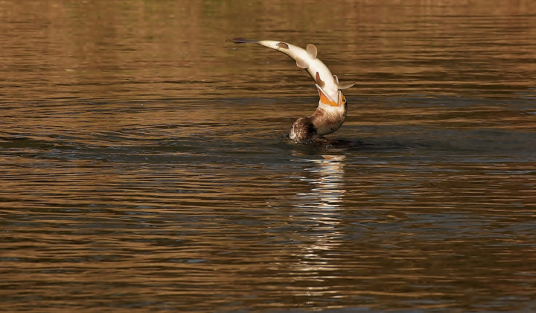 So jetzt runter mit dir Foto & Bild | tiere, wildlife, wild lebende ...