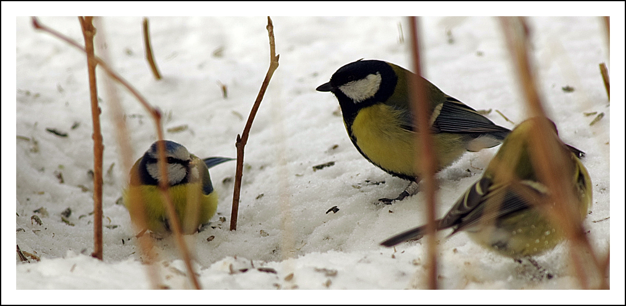 So, jetzt seid ihr dran.... Foto & Bild | tiere, wildlife, wild lebende