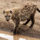 So jung sind sie richtig niedlich. Hyäne, Serengeti 2013.