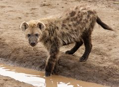 So jung sind sie richtig niedlich. Hyäne, Serengeti 2013.