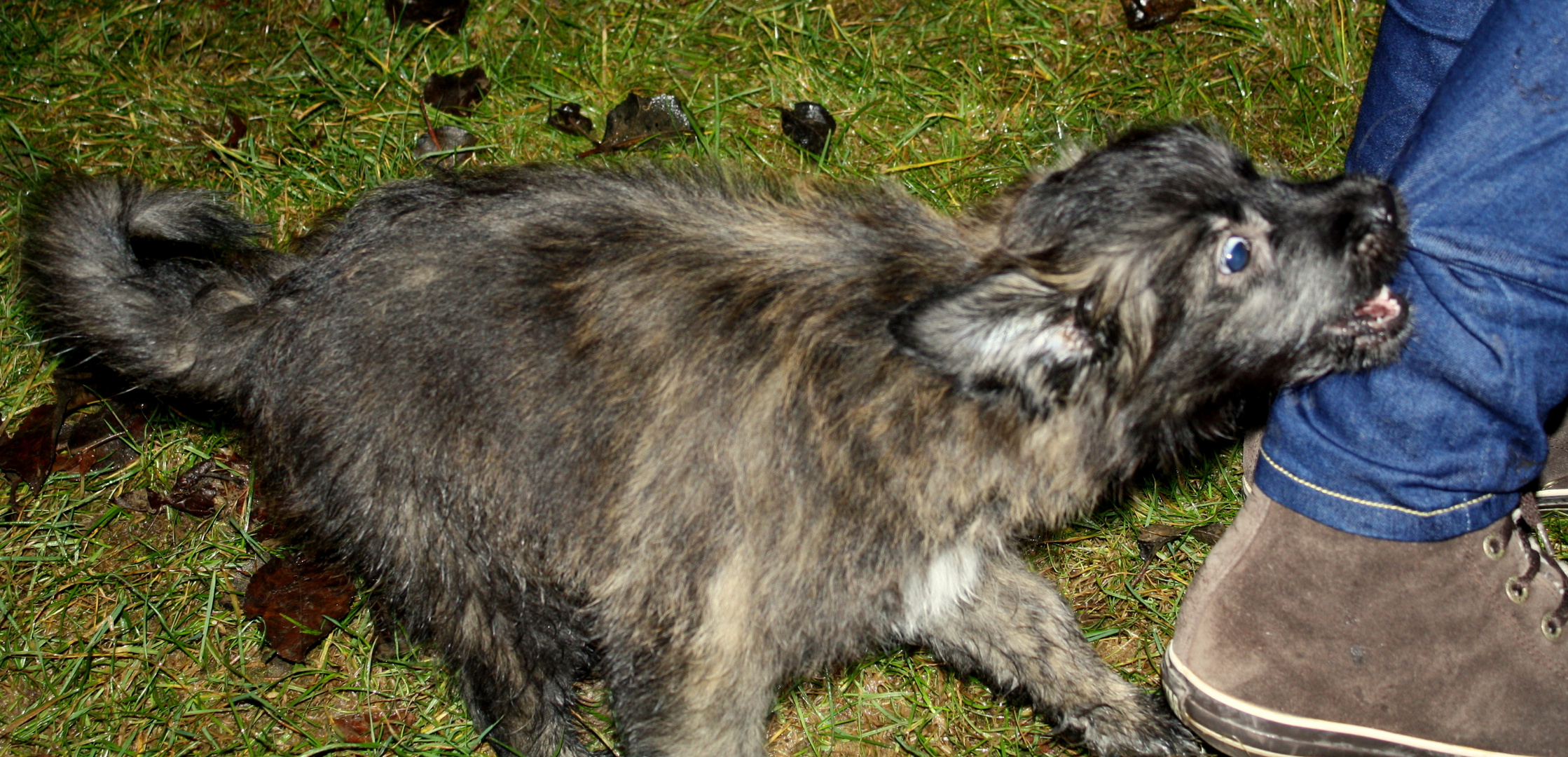 So jung und schon ein Hütehund!!