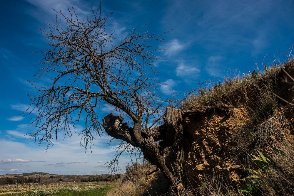 So kann der stärkste Baum nicht überleben