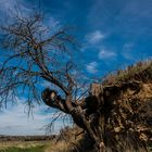 So kann der stärkste Baum nicht überleben