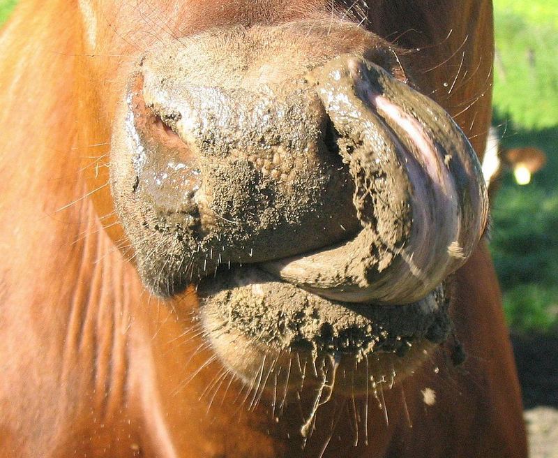 So kann man auch die Nase putzen....