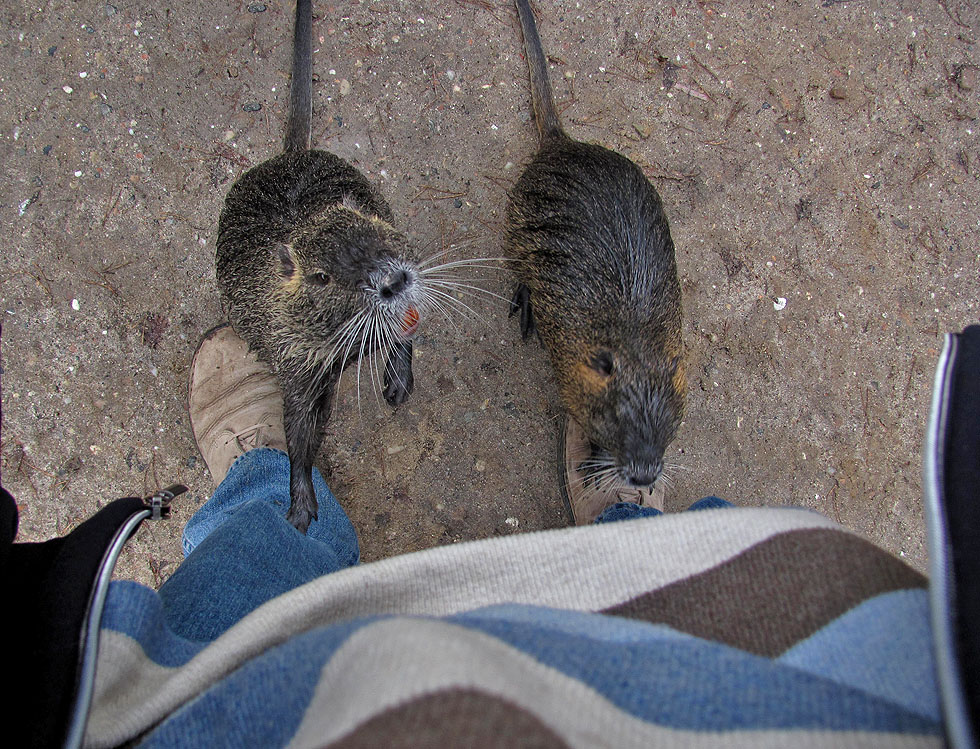 so kann man die Nutria nicht mehr erleben