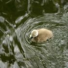 So klein und doch allein im kalten Wasser