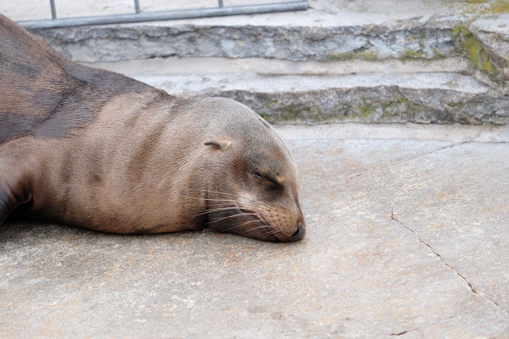 So klein und müde - Seelöwenbaby Wilhelma Stuttgart