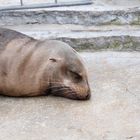 So klein und müde - Seelöwenbaby Wilhelma Stuttgart