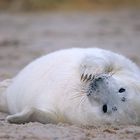 so klein und schon am Strand ...