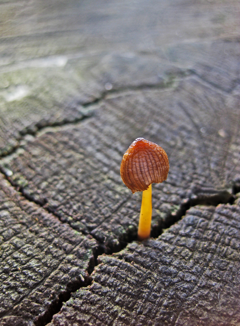 so klein und schon ein Pilz