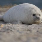 so knuffig sieht man mit Idealmaßen aus