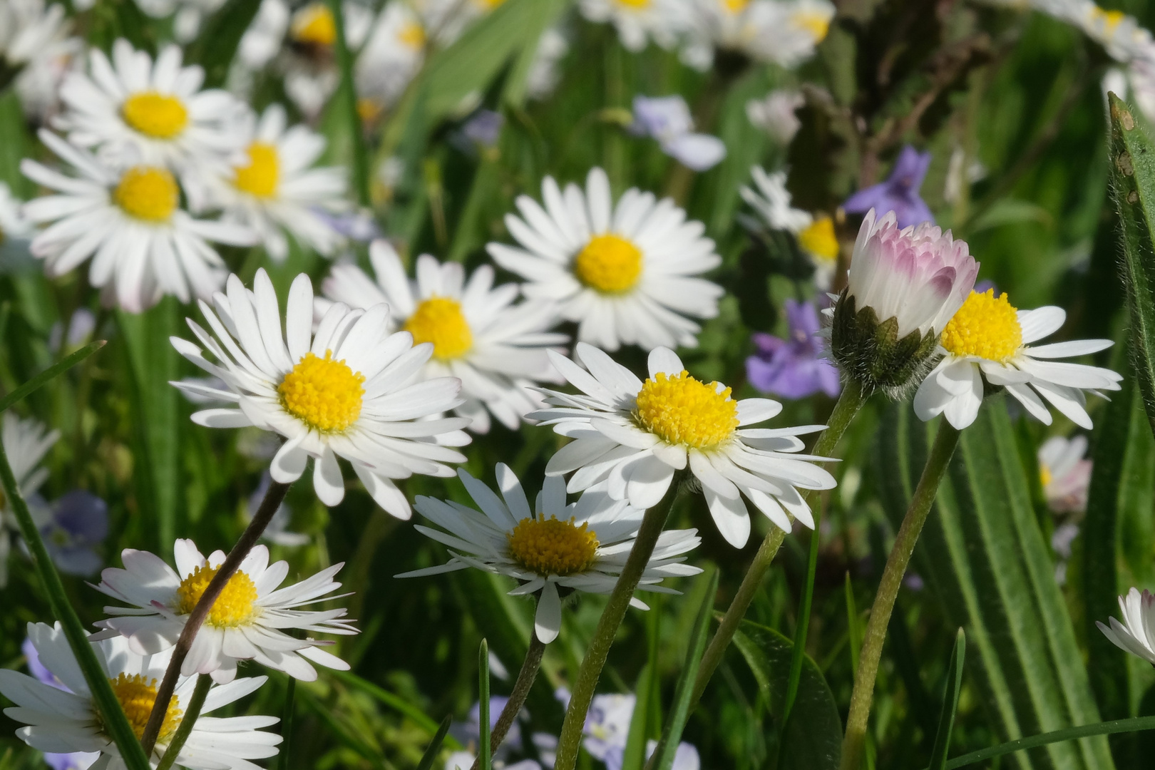 so könnte der Frühling auch aussehen 