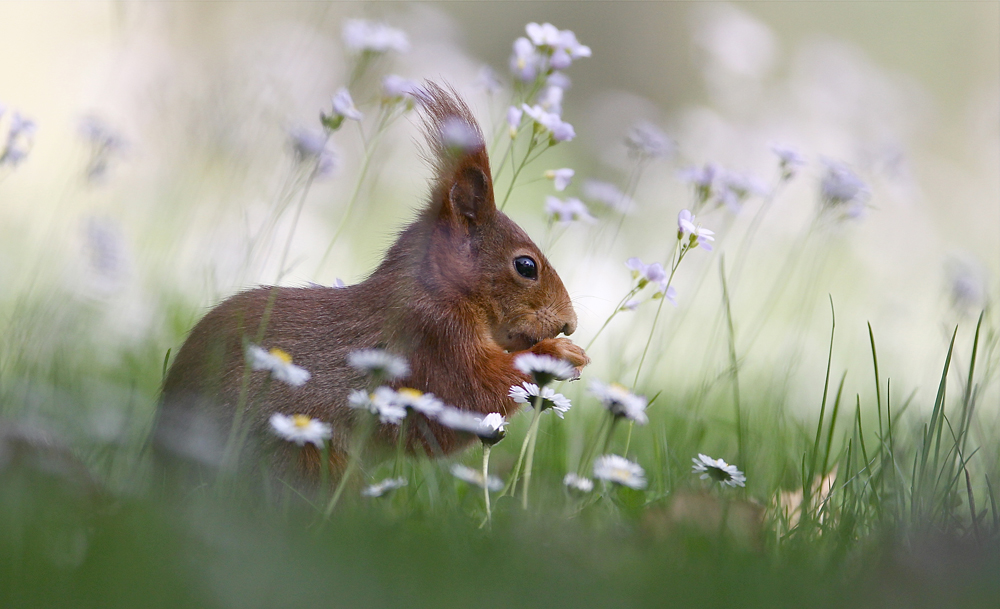 So könnte der Frühling aussehen.