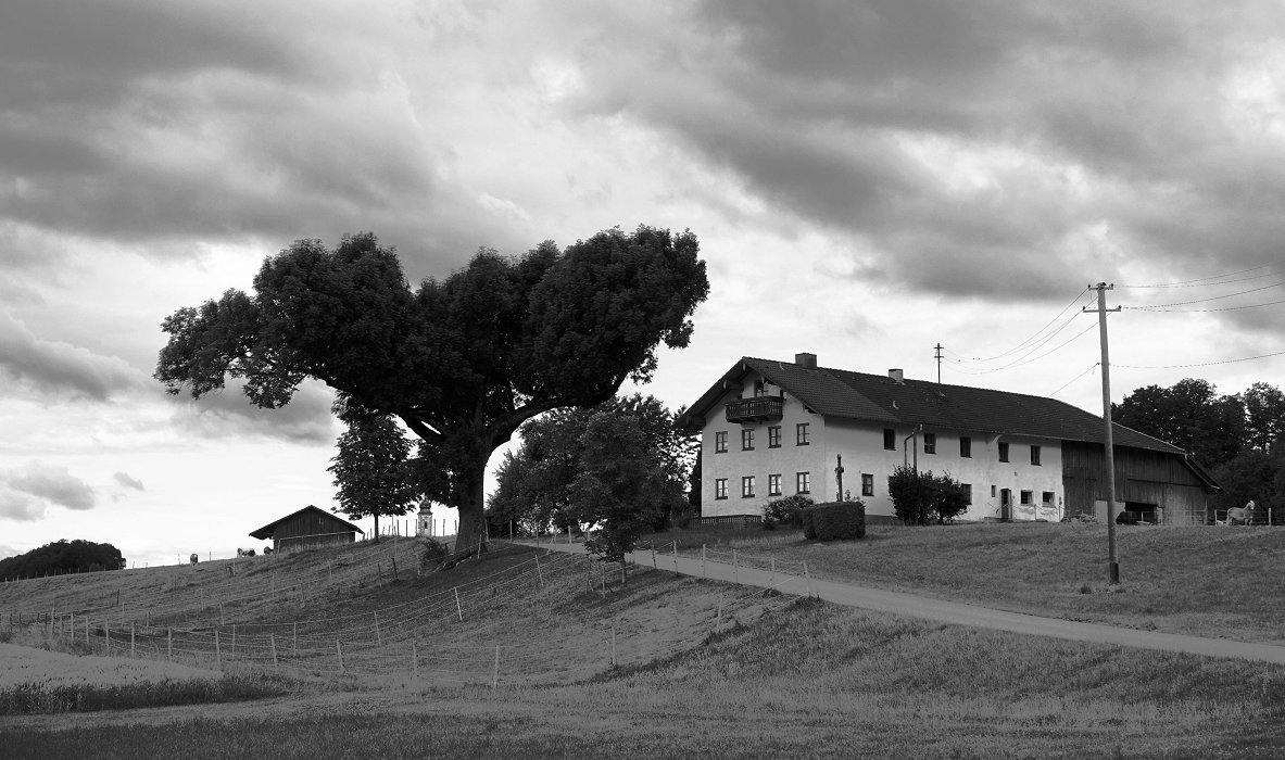 So komisch dieser Baum