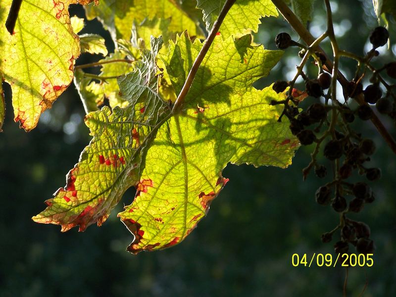 So kommt der Herbst