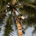 So kommt man also auf die Palme