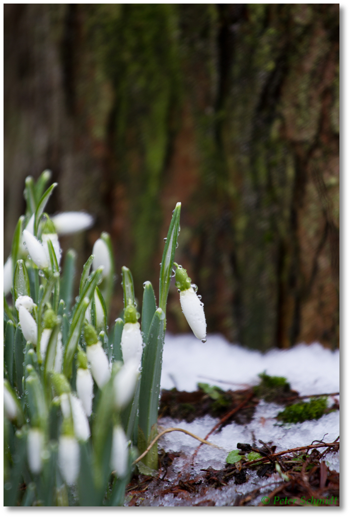 So laaangsam wird es Frühling