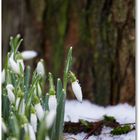 So laaangsam wird es Frühling