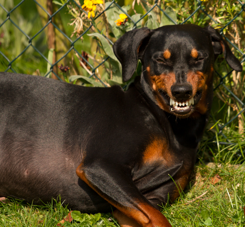 So lachen Pinscher!