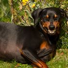 So lachen Pinscher!