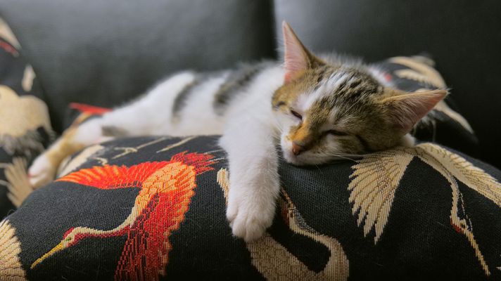 so läßt es sich leben