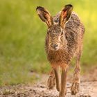 So läuft der Hase ...