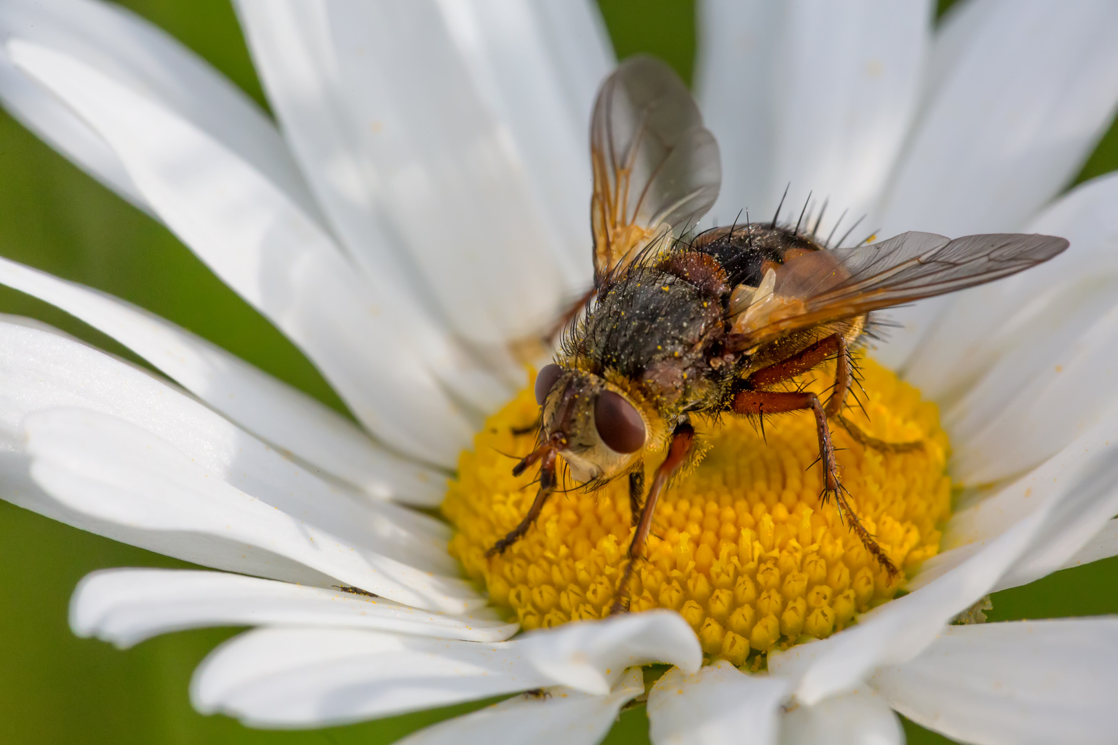 So lang die Margeriten blühn