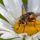 So lang die Margeriten blühn