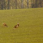 . . „so lange es solche Pöpsche gibt“. .