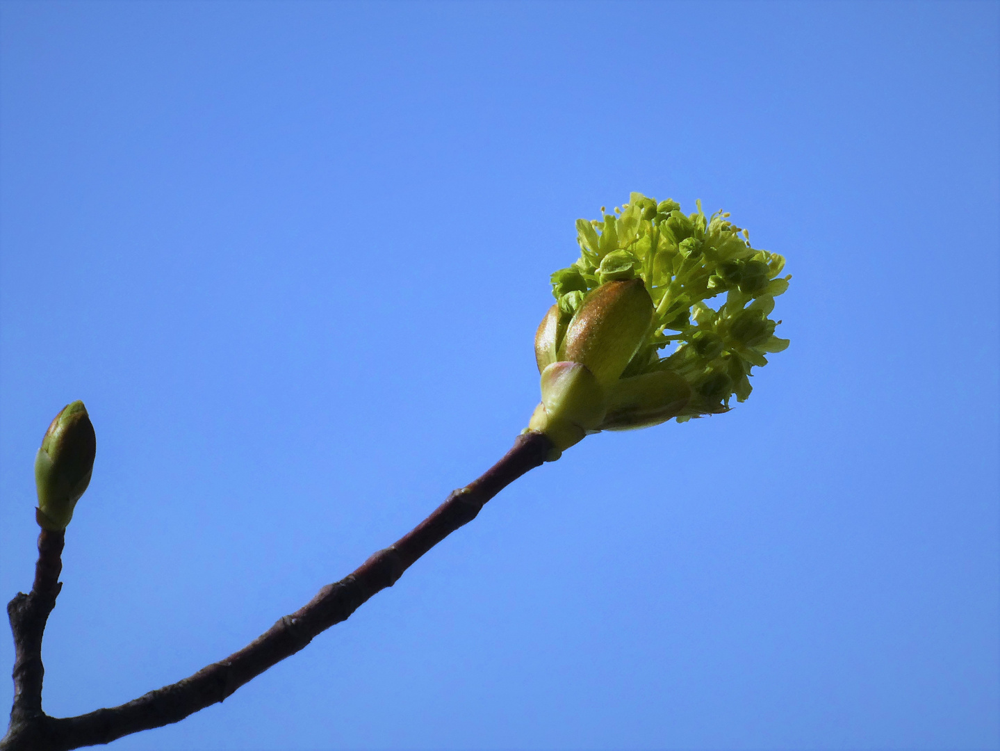 So langsam brechen Knospen auf...