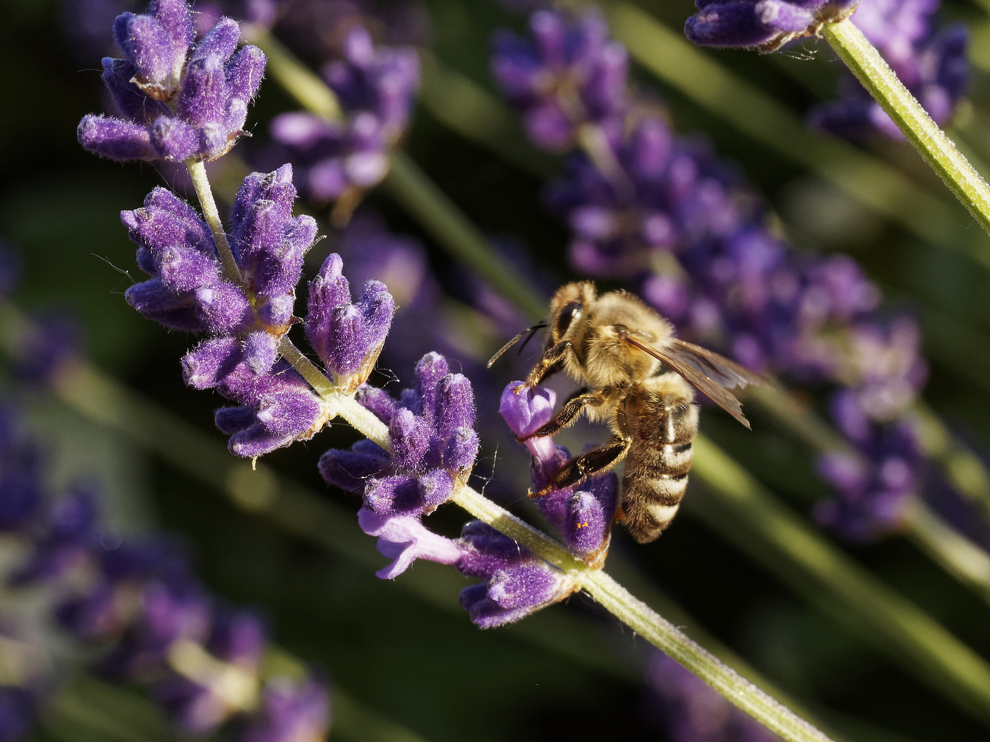 So langsam gehen die ersten Lavendelblüten auf und sofort kommen auch die fleissigen Bienen, ...