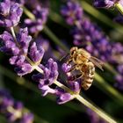 So langsam gehen die ersten Lavendelblüten auf und sofort kommen auch die fleissigen Bienen, ...