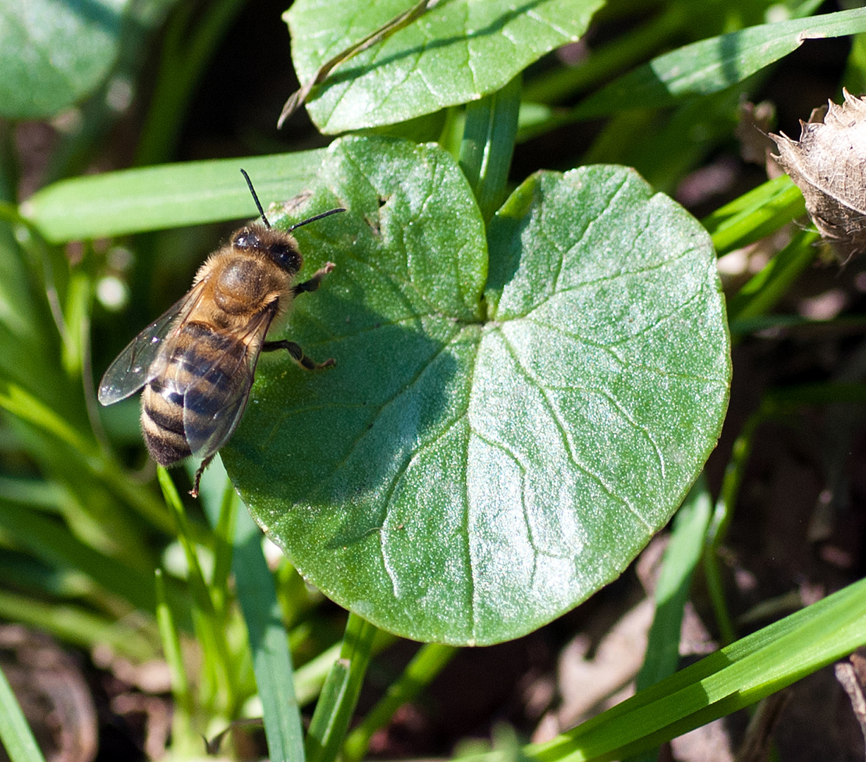 so langsam kommen die Insekten usw. wieder zum Vorschein